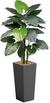 HTT - Kunstplant Philodendron in Clou vierkant antraciet H185 cm