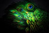 Afbeelding op acrylglas - Pauw veren
