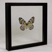 Opgezette vlinder in dubbelglas lijst - Idea leuconoe obscura