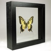 Opgezette vlinder in dubbelglas lijst - Papilio machaon