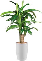 HTT - Kunstplant Dracaena Fragans in Genesis rond wit H120 cm