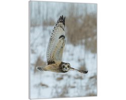 Acrylglas –Vliegende Uil– 40x60cm Foto op (Wanddecoratie op Acrylglas)