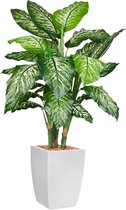 HTT - Kunstplant Dieffenbachia in Genesis vierkant wit H140 cm