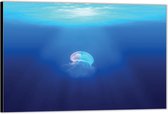 Dibond –Kwal in de Blauwe Zee– 90x60 Foto op Aluminium (Wanddecoratie van metaal)