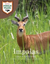 Junior Field Guide - Impalas