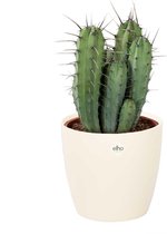 Cactus van Botanicly – Myrtillocactus geometrizans 17 cm incl. crème kleurig sierpot als set – Hoogte: 50 cm – Myrtillocactus geometrizans