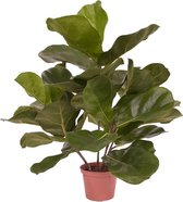 Royal Lyrata kunstplant 45 cm