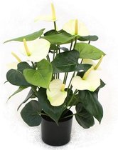 Maxifleur Kunstplanten - Kunstplant - Anthurium - Deluxe -  50 cm - Crème - Niet van echt te onderscheiden!