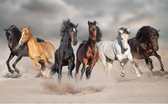 Affiche animalière galopant chevaux dans le sable 84 x 52 cm - Affiches déco chambre enfant avec cheval - Affiches enfant - Cadeau amoureux des chevaux