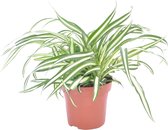 Chlorophytum 'Atlantic' - Graslelie - ↑ 25-35cm - Ø 12cm