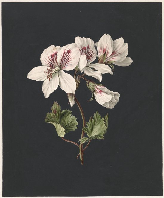 Poster Bloem Met Donkere Achtergrond - M. de Gijselaar - 70x50 cm - Botanisch - Planten