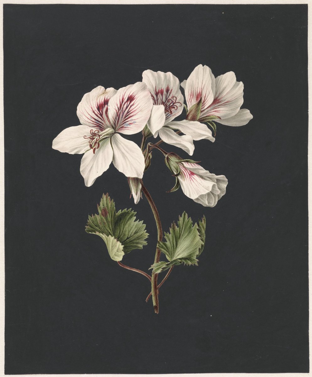 Esque Poster Bloem Met Donkere Achtergrond - M. de Gijselaar - 70x50 cm - Botanisch - Planten Roze