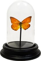 Opgezette oranje vlinder in glazen stolp - Appias nero