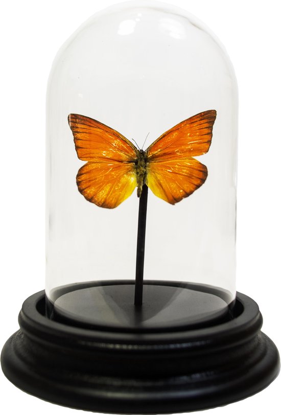 Papillon orange farci dans un dôme en verre - Appias nero | bol