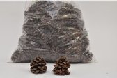 Noten, Fruit En Dennenappels - Pinus Pinea Mixed Natural Poly/75 Pc