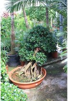 Ficus Panda 130-140cm