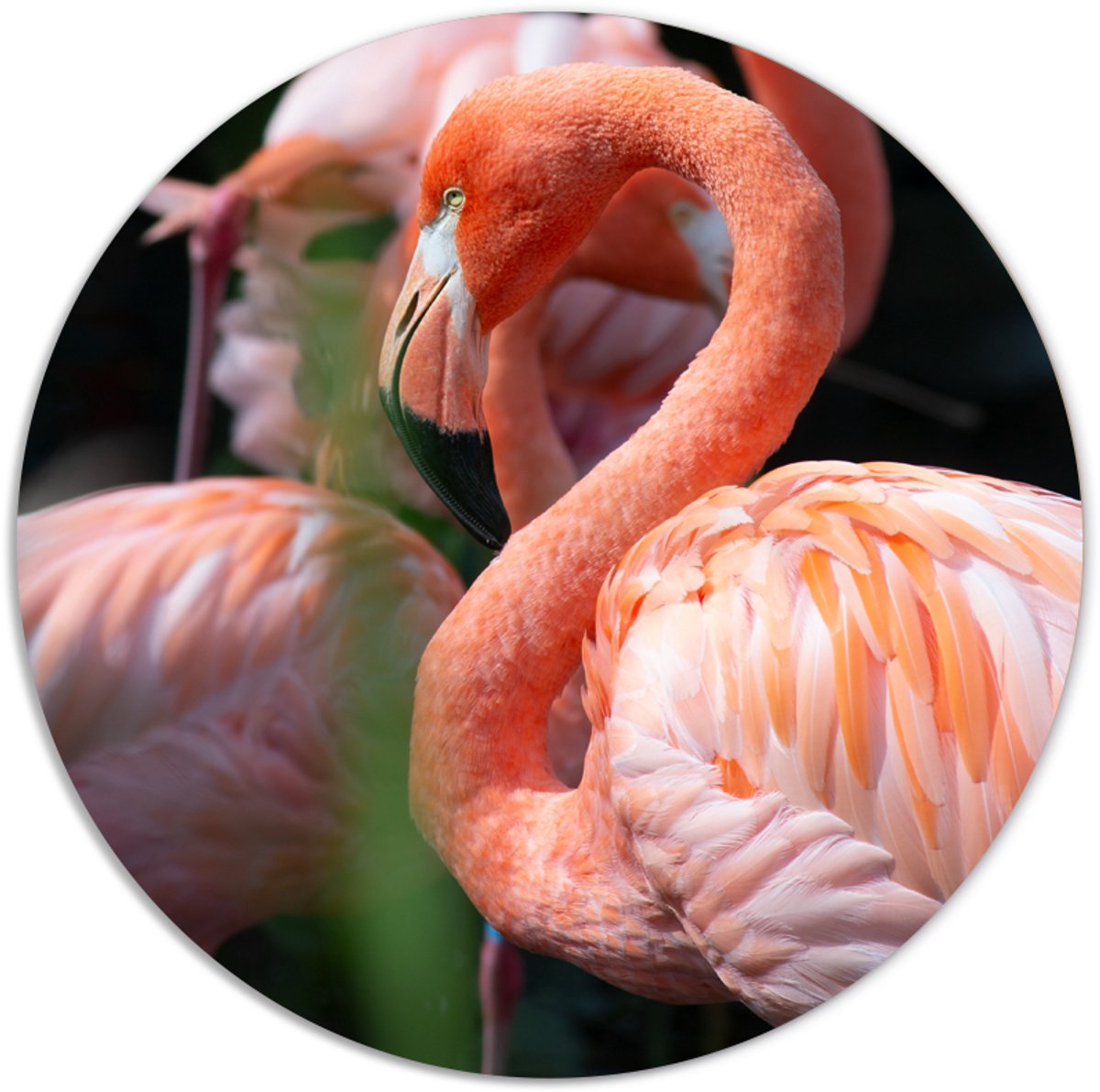Label2X - Muurcirkel flamingo dream - Ø 70 cm - Dibond - Multicolor - Wandcirkel - Rond Schilderij - Muurdecoratie Cirkel - Wandecoratie rond - Decoratie voor woonkamer of slaapkamer