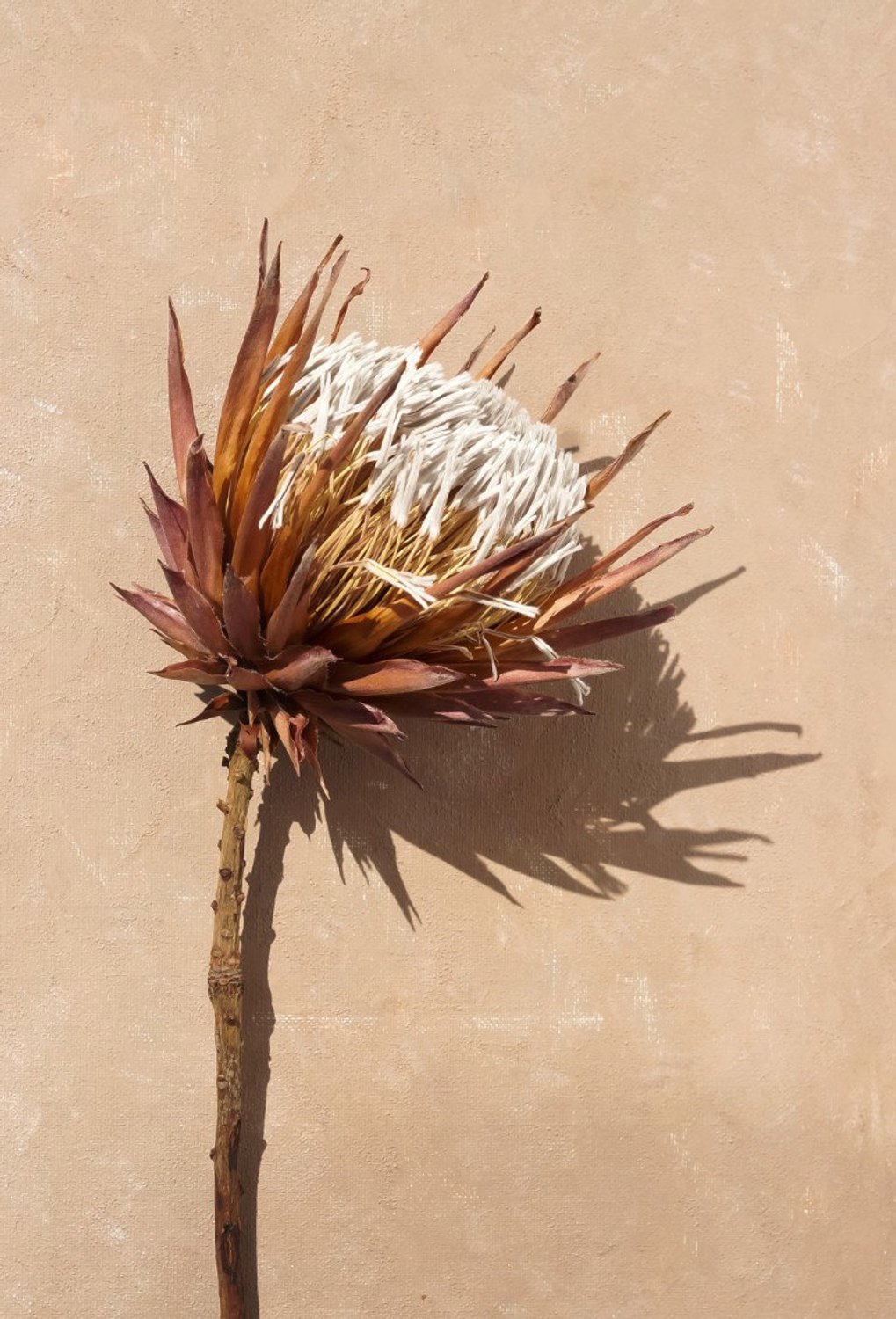 Vgdesign Distelbloem op beige 50x70 cm tuinposter banner VGDesign onbekend