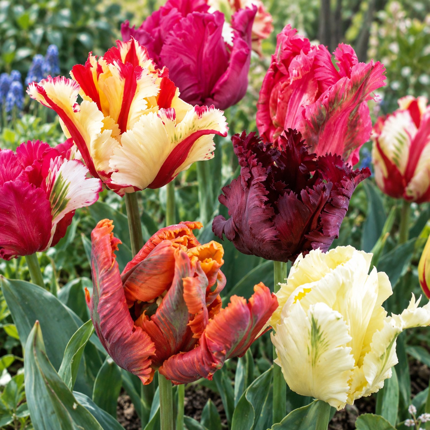Tulipa Parkiet Mix per 30