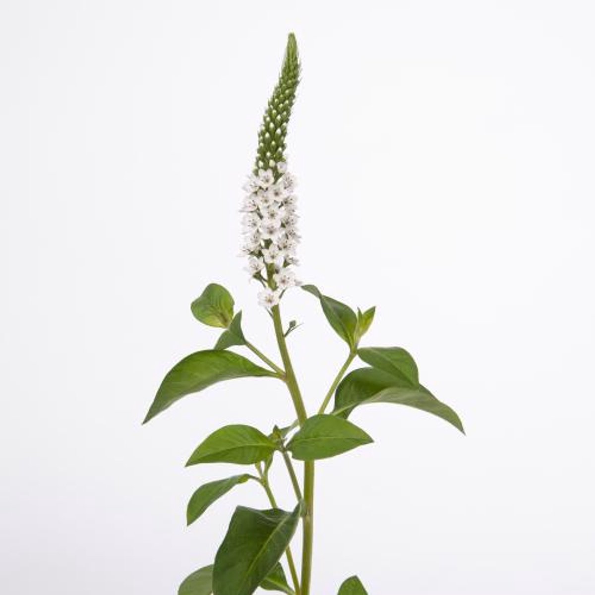 20x Lysimachia elisabeth 60cm