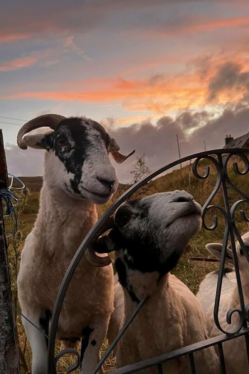 Sheep Notebook - Sheep Journal