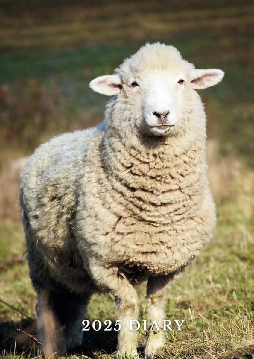 Sheep Diary A4: Week to view, planner 2025-26, gift for sheep lovers, (8.27" x 11.69")