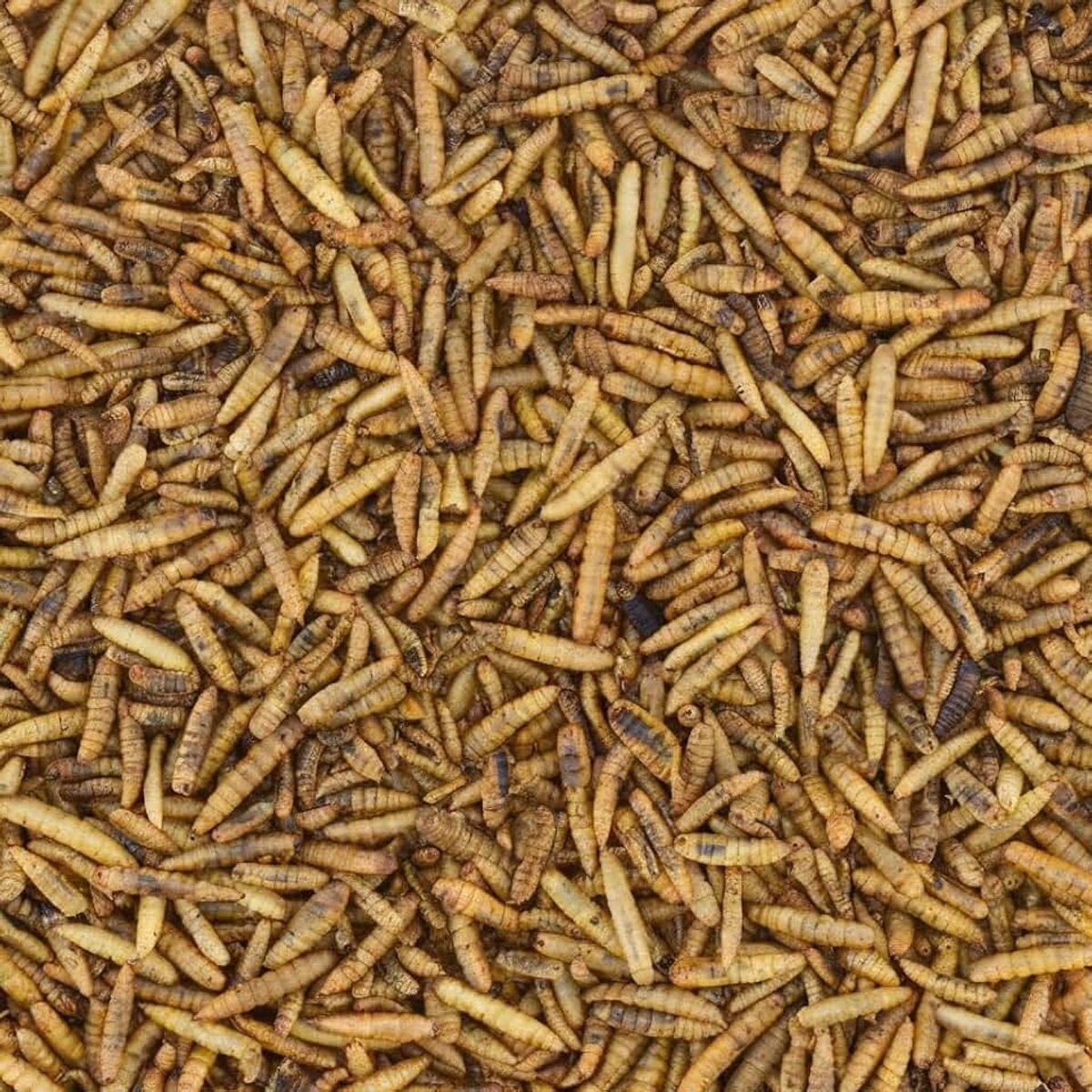 Meelwormen Bulk Kopen 5 KG
