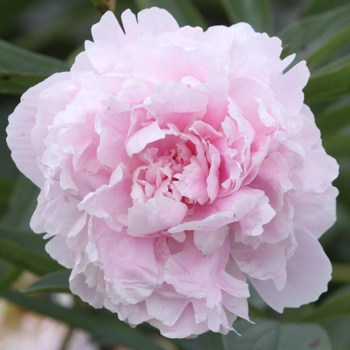 Heinouk® - Pioenroos Wortel - Sarah Bernhardt - Roze Kleur - Tuinplant Winterhard - 1 stuk - Buitenplanten