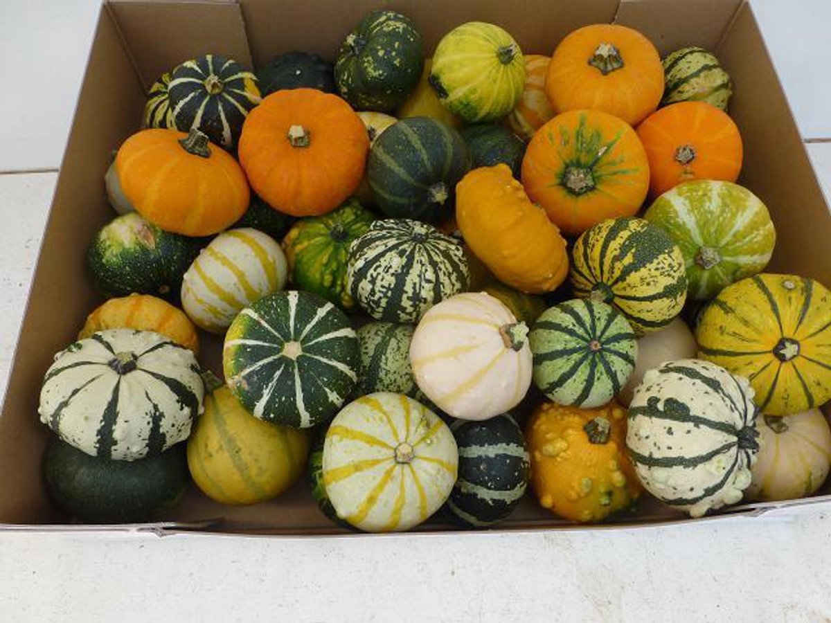35x Sf cucurbita kalebas