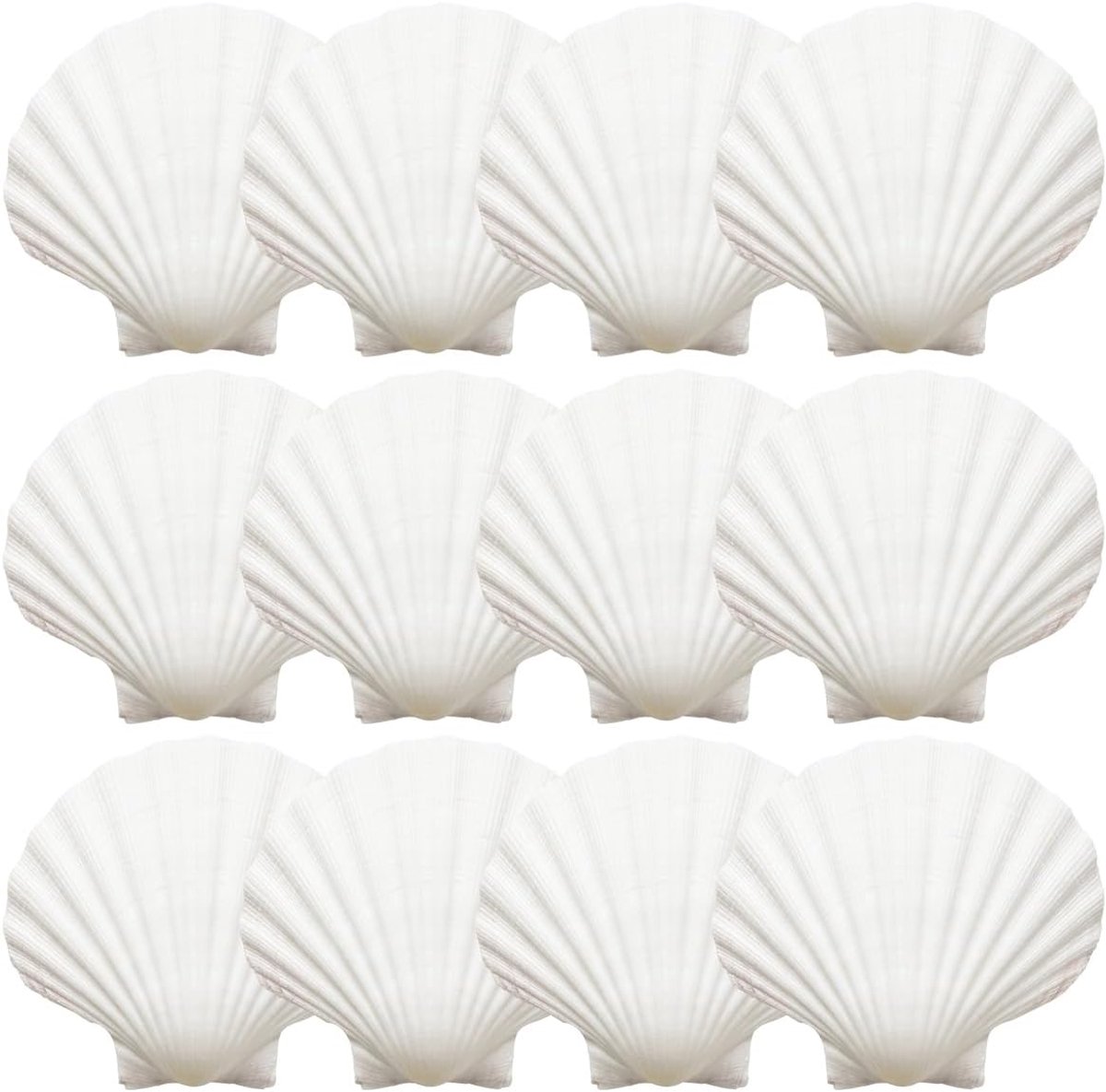 12 Stuks Kunstmatig Natuurlijke Schelpen, 9-10cm Witte Jakobsschelpen