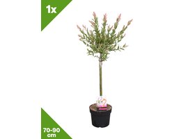 GARDENZO - Salix integra 'Flamingo' (Bonte wilg) op stam x 1, P17, 70-90 cm - 70-90cm cm - Winterhard