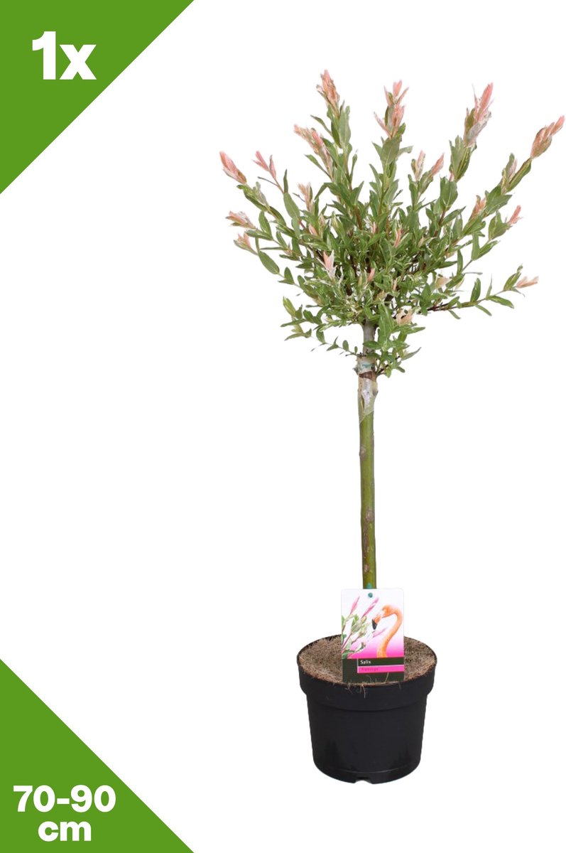 GARDENZO - Salix integra 'Flamingo' (Bonte wilg) op stam x 1, P17, 70-90 cm - 70-90cm cm - Winterhard