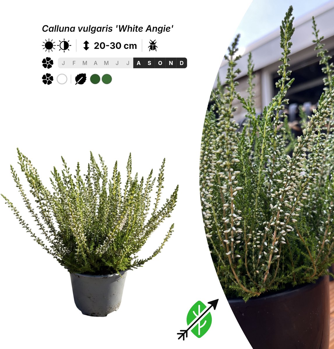 Singleplants - 6x Calluna vulgaris 'White Angie' - Pot P10,5 - bodembedekker - in bloeiperiode