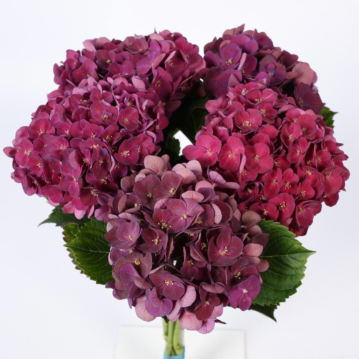 10x Hydr.mon amour classic 60cm
