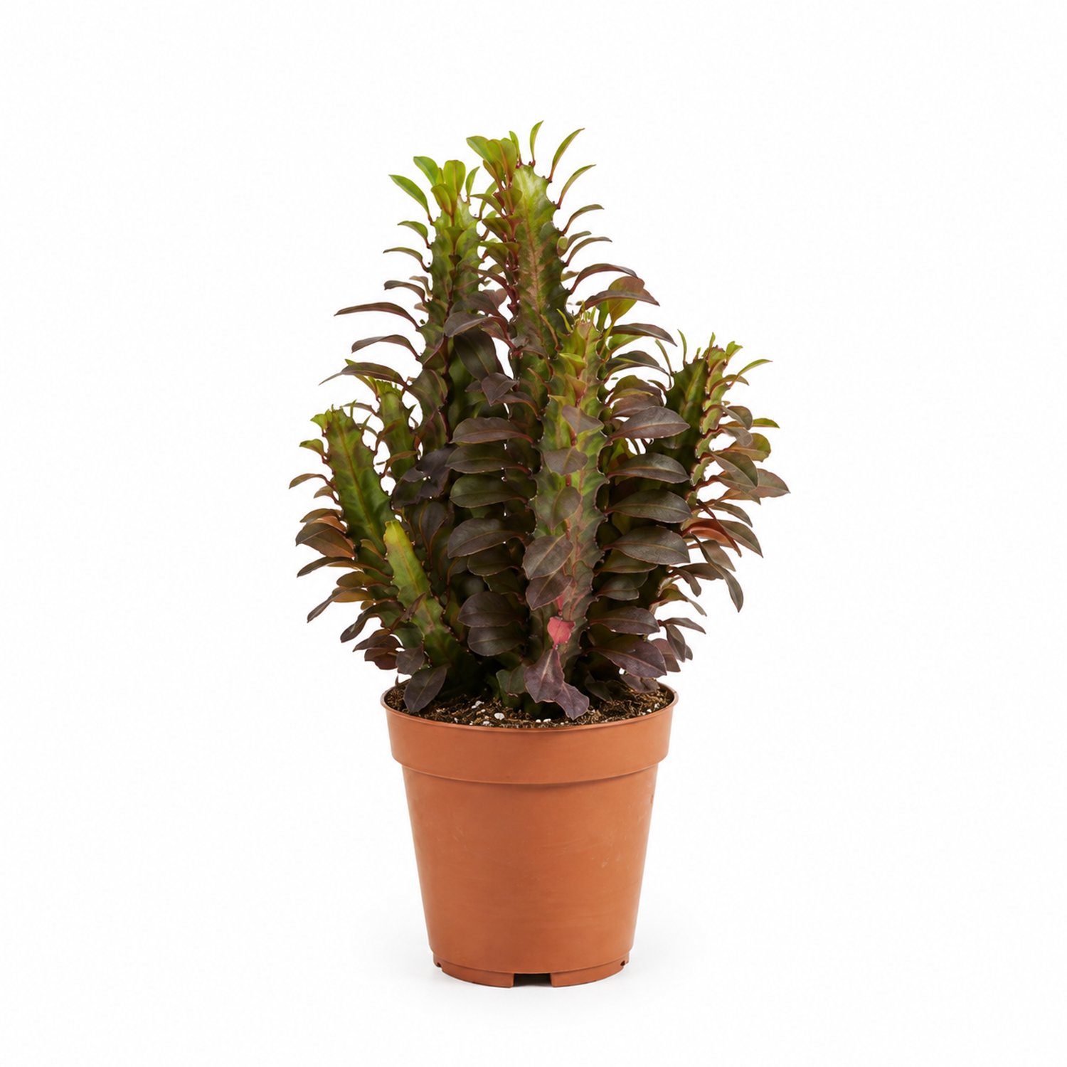 Bloomique - Euphorbia Trigona Rubra - Afrikaanse Melkboom - Succulent - Kamerplanten - Rood getint blad - Weinig water nodig - Gemakkelijk in onderhoud - Hoogte 20-25 cm - Pot 12 cm