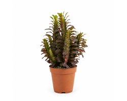 Bloomique - Euphorbia Trigona Rubra - Afrikaanse Melkboom - Succulent - Kamerplanten - Rood getint blad - Weinig water nodig - Gemakkelijk in onderhoud - Hoogte 20-25 cm - Pot 12 cm