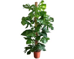 Monstera Deliciosa - Gatenplant - Kamerplant - Hoogte 140-160 cm - Potmaat Ø27cm