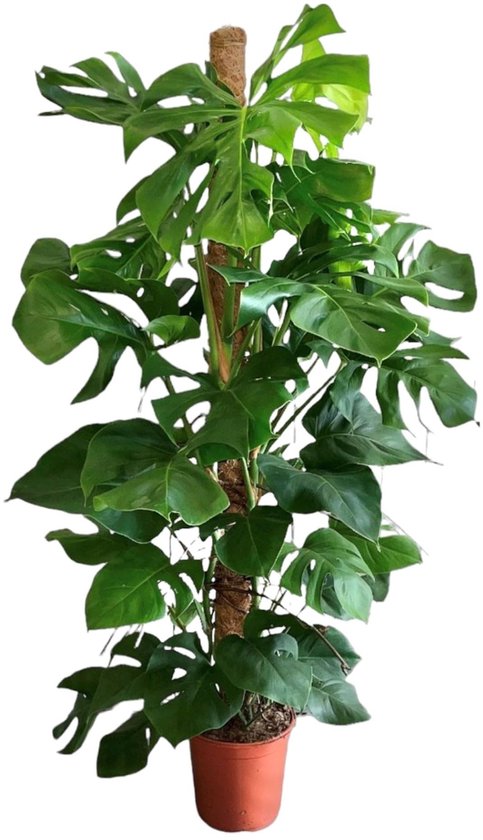 Monstera Deliciosa - Gatenplant - Kamerplant - Hoogte 140-160 cm - Potmaat Ø27cm