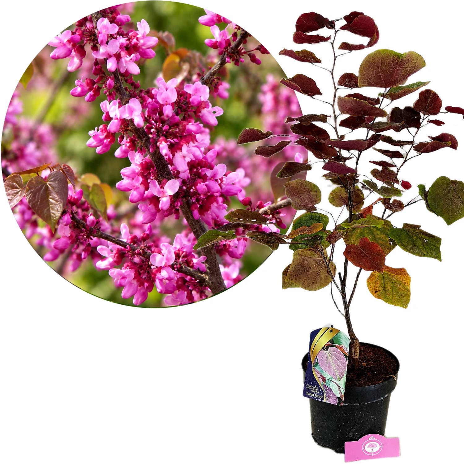 Cercis canadensis 'Forest Pansy', Judasboom, Hoogte 80cm, 5 liter pot