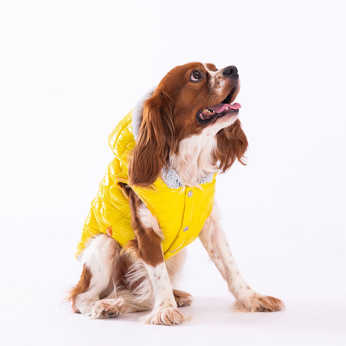 Pawstar Light Wave - Hondenbodywarmer - Geel - L