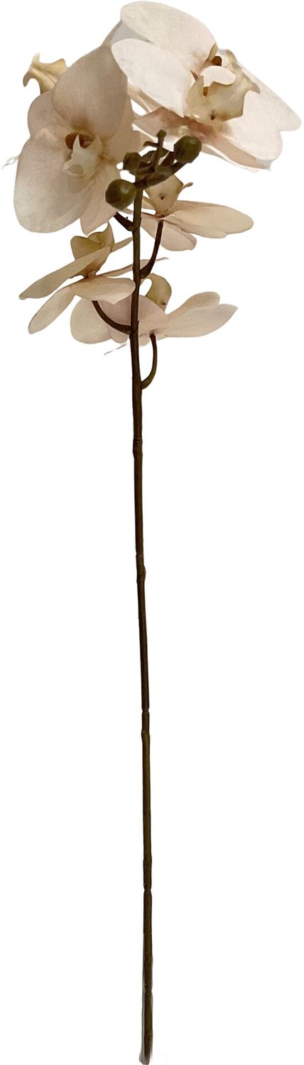 homebound by ky Kunsttak Vlinderorchidee 101cm off-white Beige