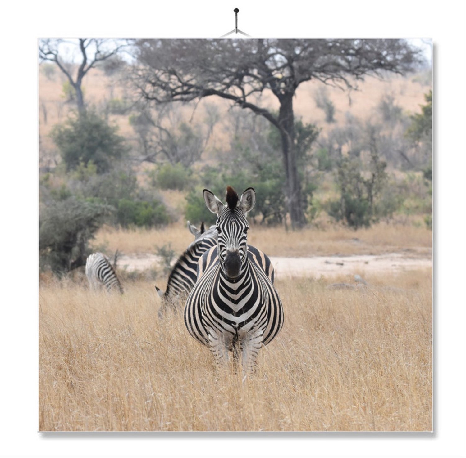 MC Living Tegel Met Opdruk | Cadeau | Verjaardag kado | Zebra Ontwerp 2