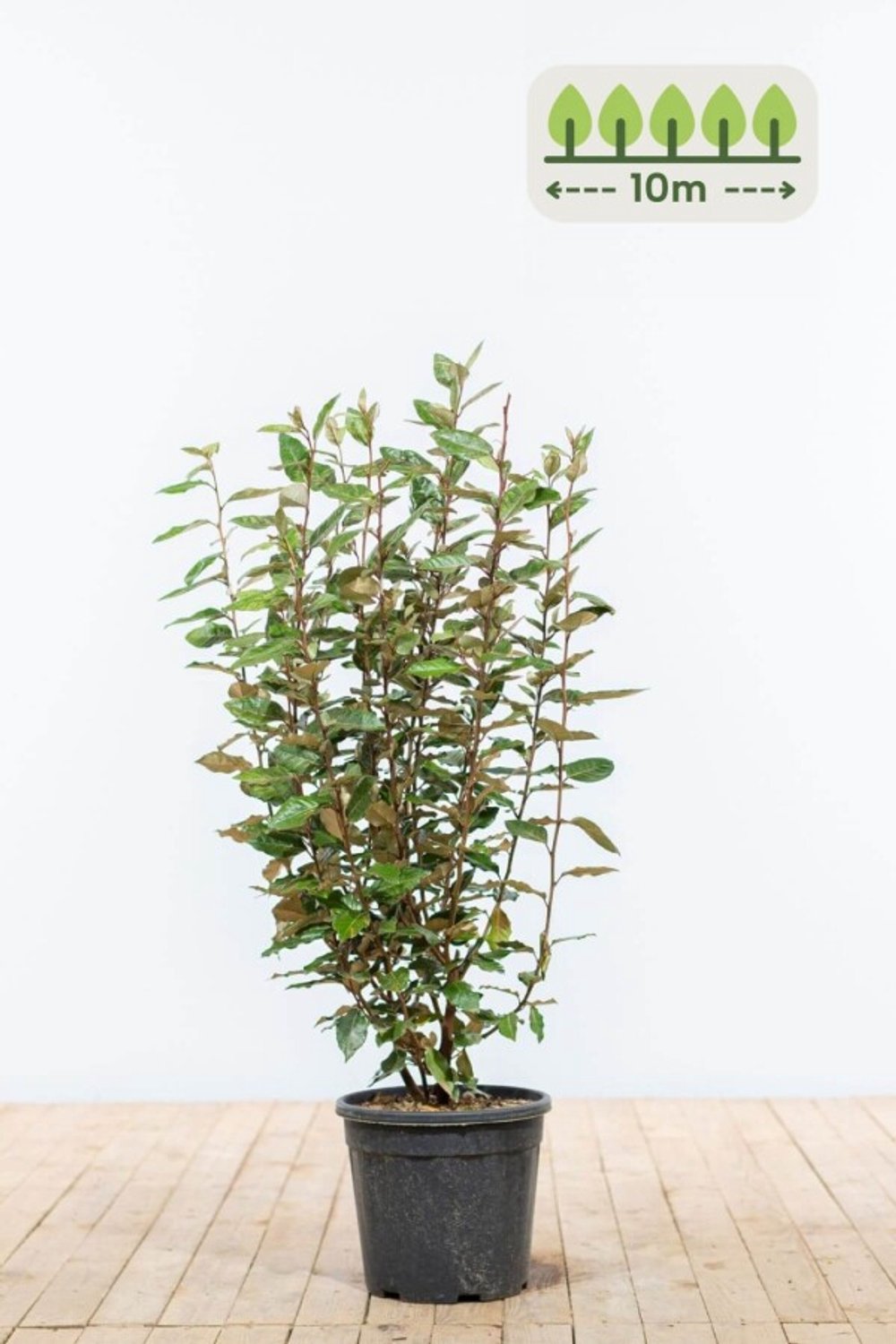 80-100 cm voor 10 meter - 30st. Elaeagnus ebbingei