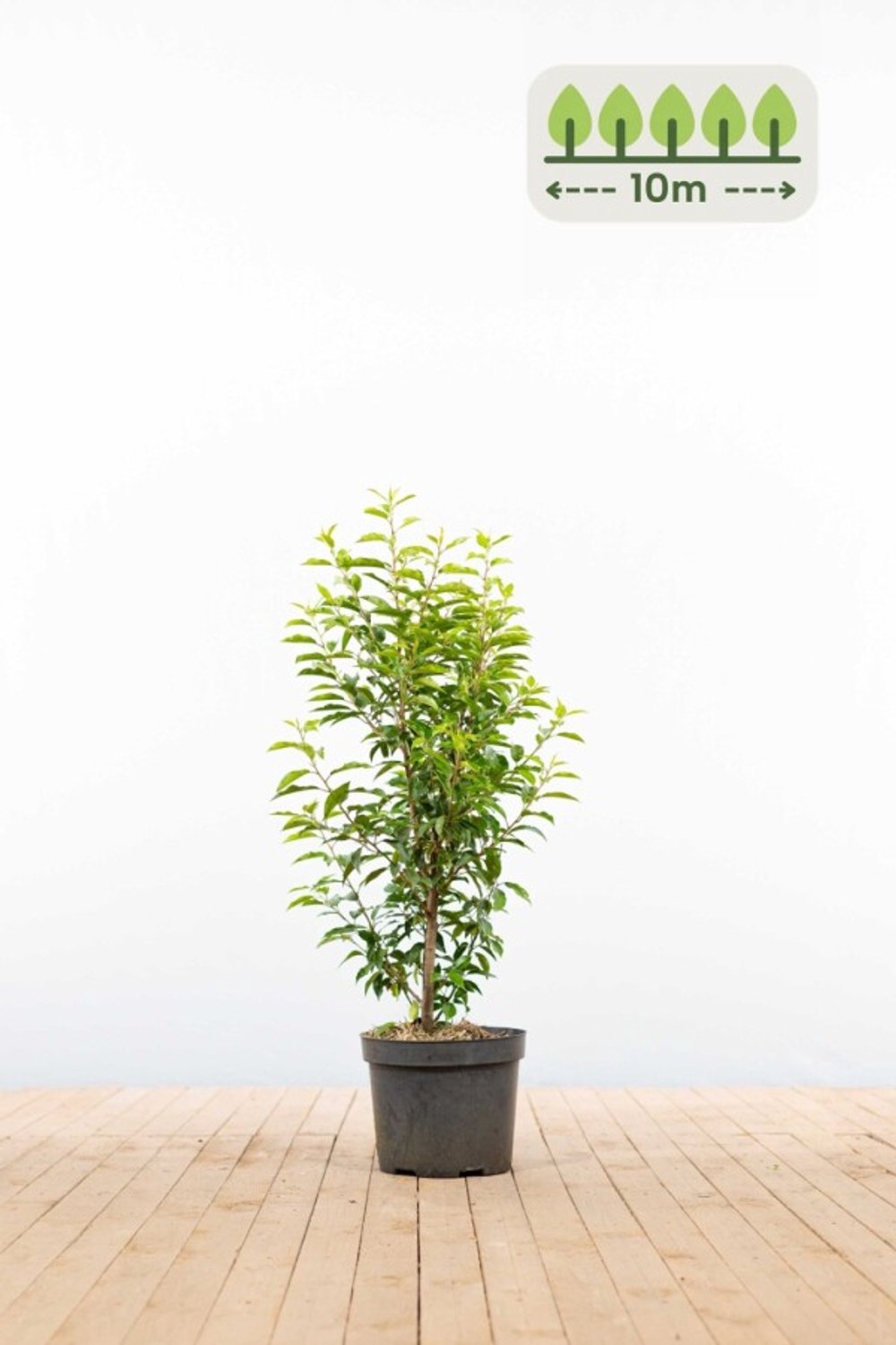 Portugese laurier 80-100 cm voor 10 meter - 30st. Prunus lusitanica 'Angustifolia'