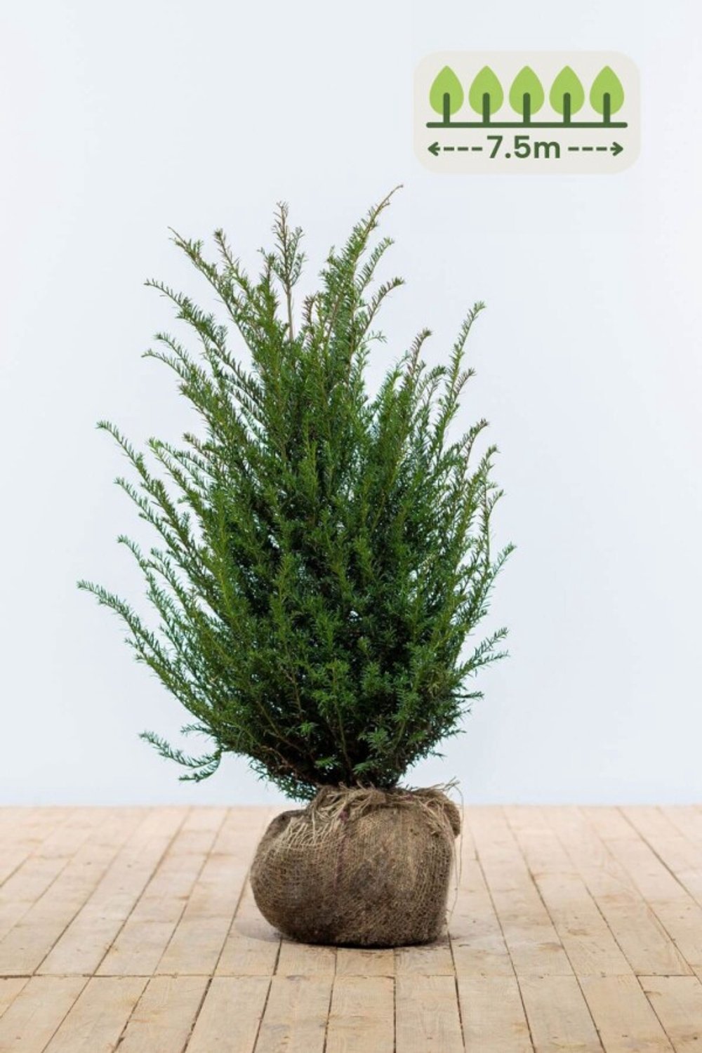 Taxus Baccata 80-100 cm voor 7.5 meter - 23st. Taxus baccata