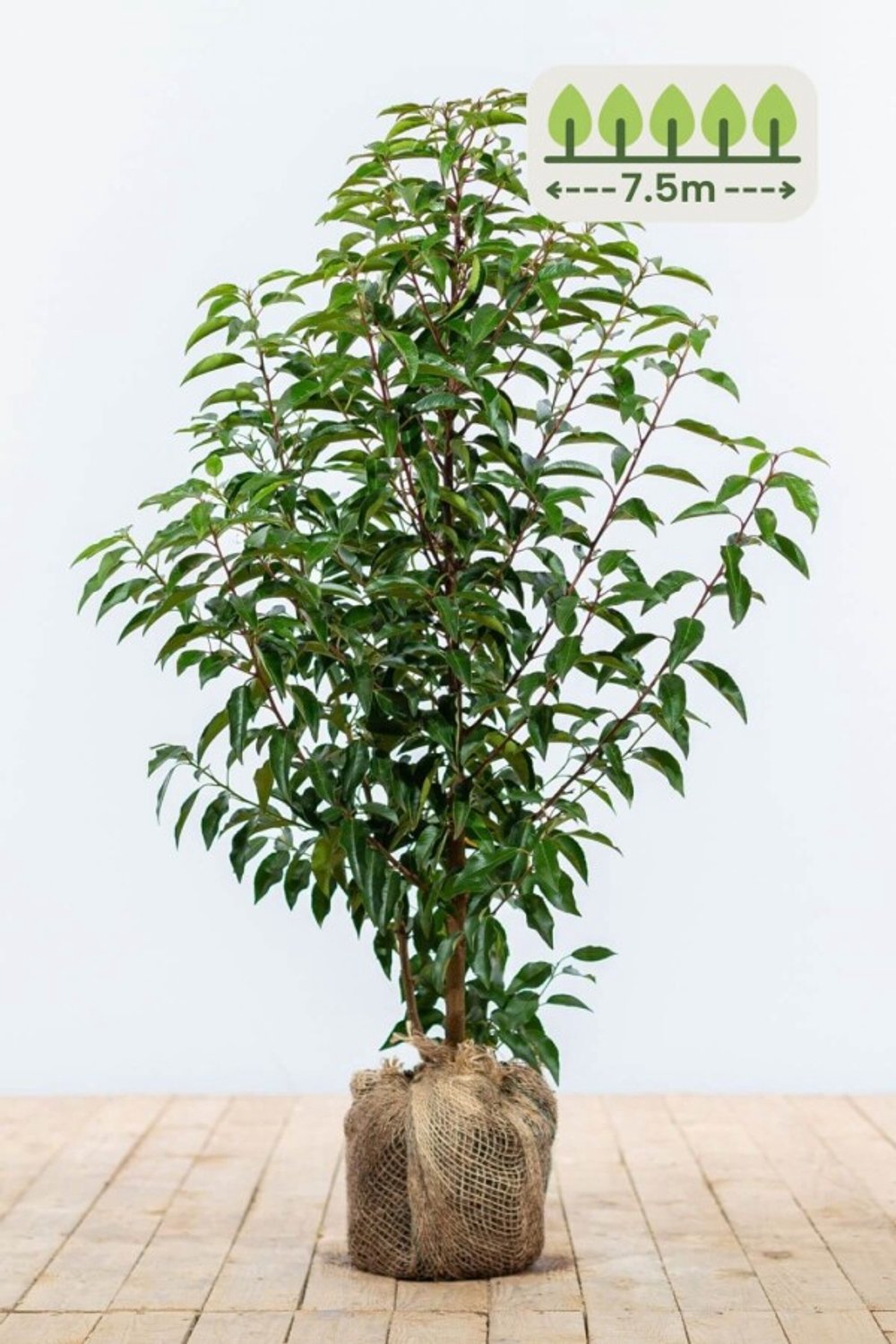 Portugese laurier 60-80 cm voor 7.5 meter - 23st. Prunus lusitanica 'Angustifolia'