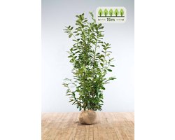 Laurier 'Novita' 200-225 cm voor 15 meter - 23st. Prunus laurocerasus 'Novita'