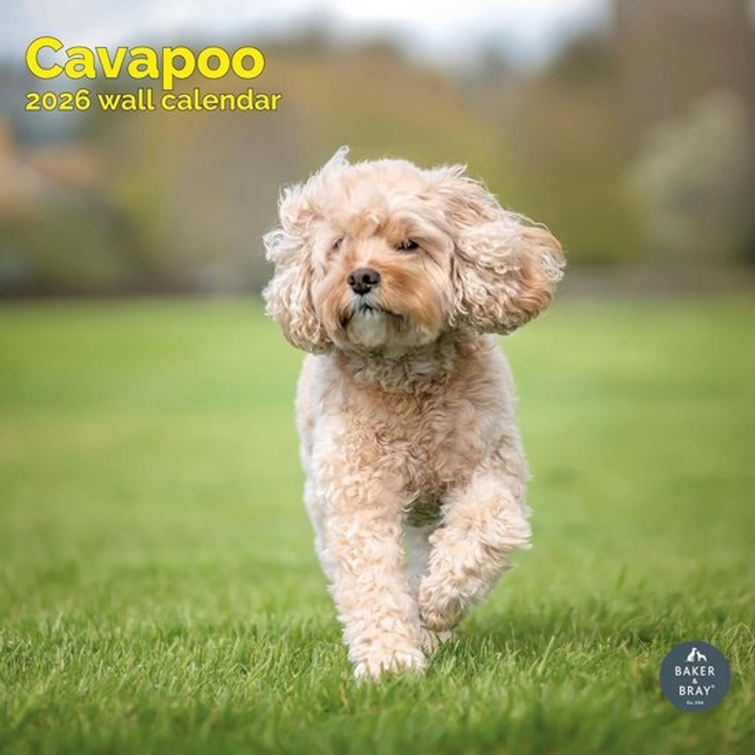 Wandkalender 2026 - Cavapoo-hond - Groot vierkant formaat - Overzicht van 16 maanden