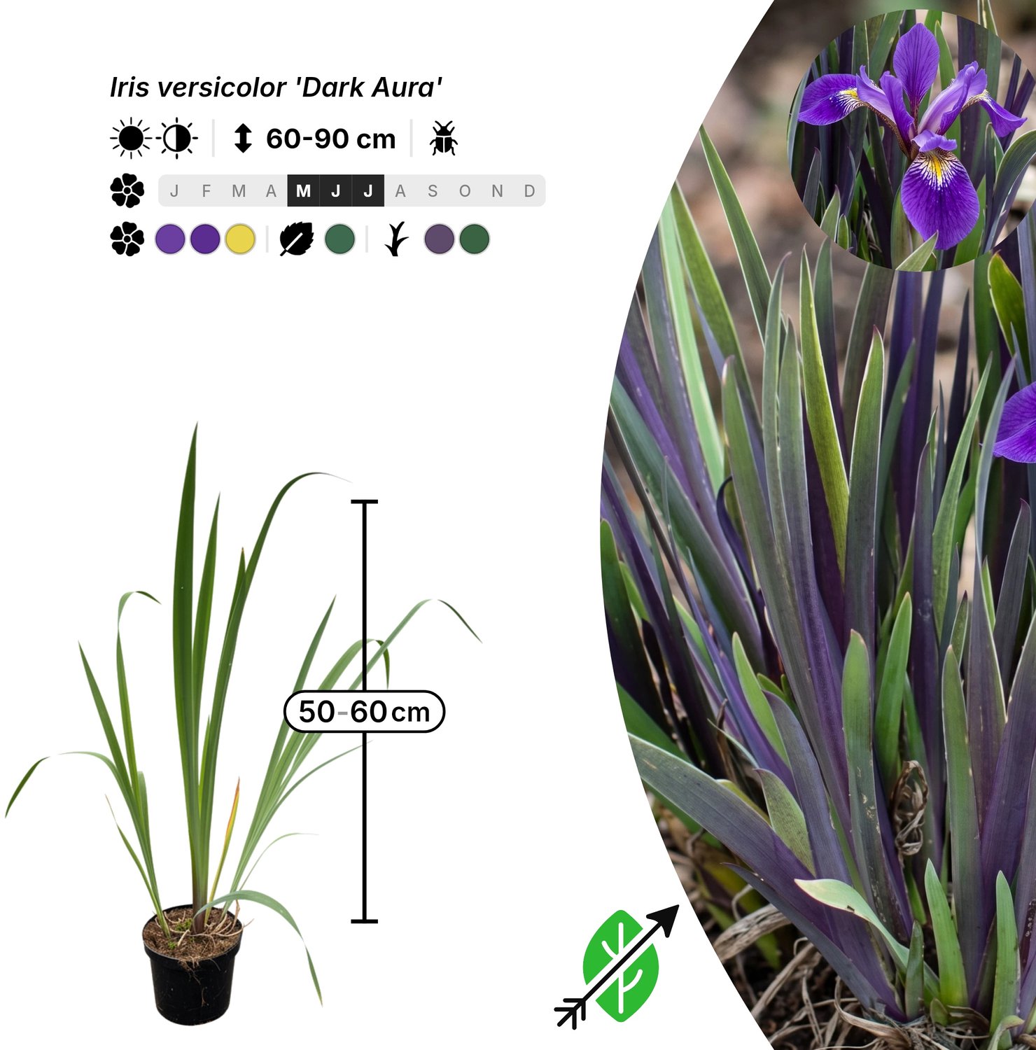 Singleplants - 18x Iris versicolor 'Dark Aura' - Pot C1.5 - winterhard tot -40°C