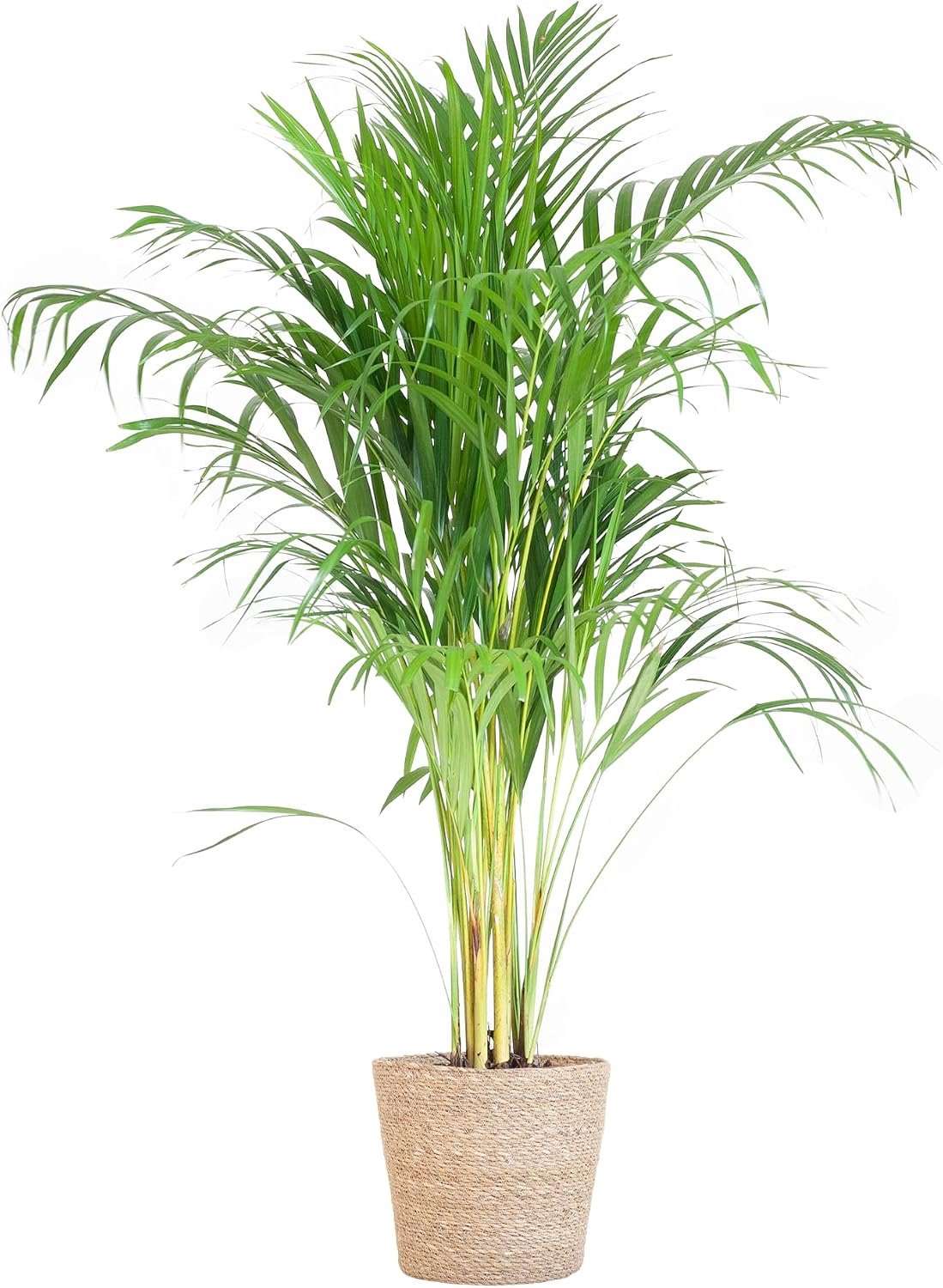 Palm (Dypsis) met Sofia mand naturel - 90-100cm - Ø21cm - Kamerplant - Groenblijvend